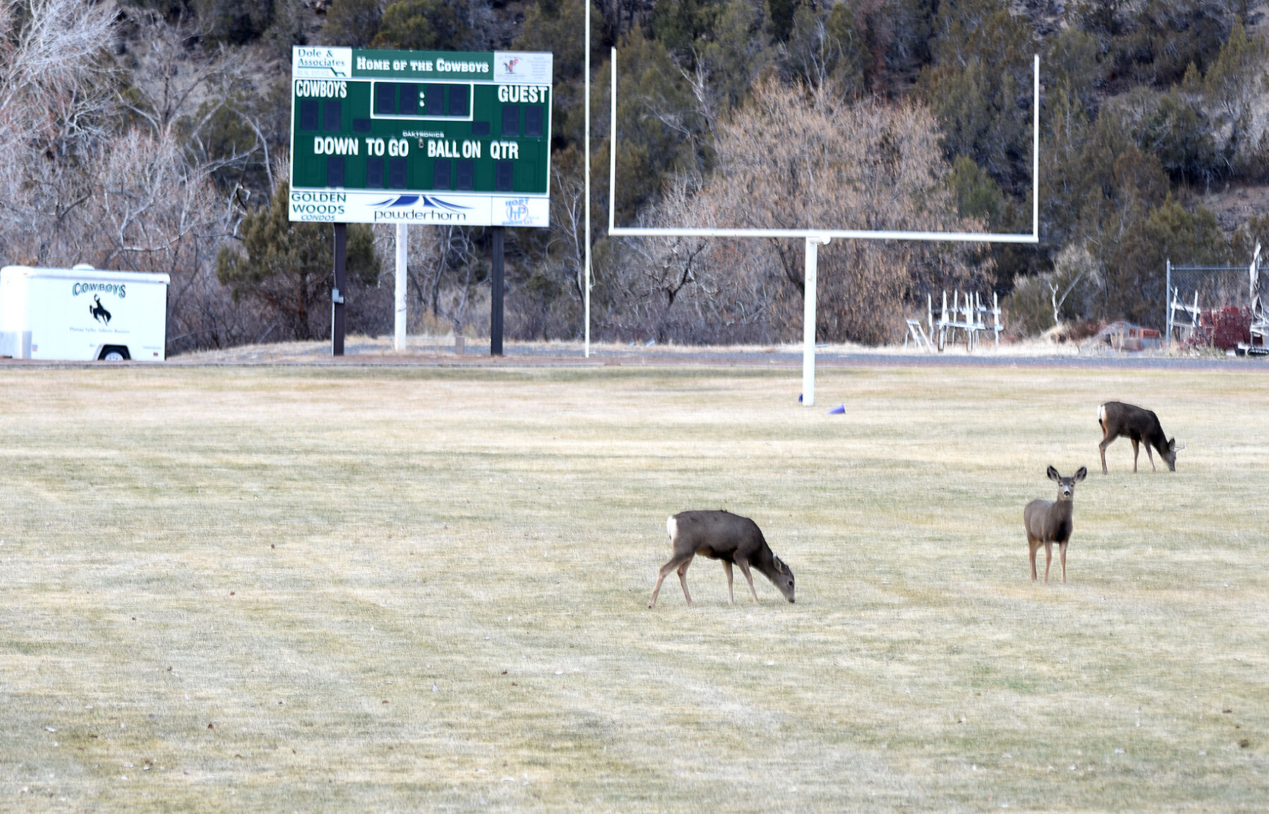 Plateau Valley deer